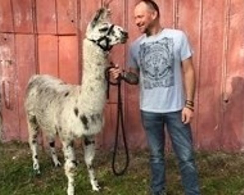 1-Mile Llama & Alpaca Hike in Dunnellon, FL