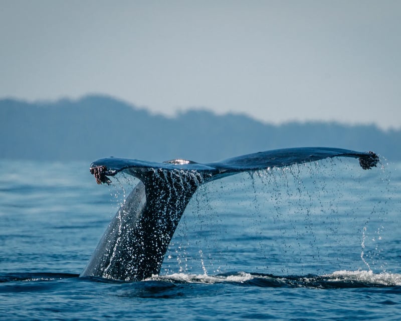 2.5-Hour Sitka Whale Watching Cruise