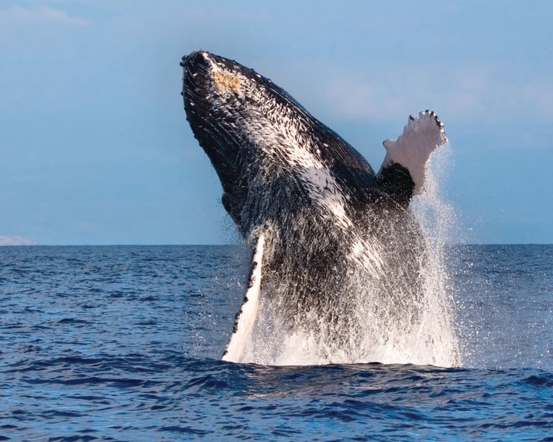 Waikiki Humpback Whale Watching Cruise