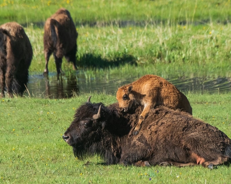 Private Yellowstone Wildlife Tour with Lodging Pickup