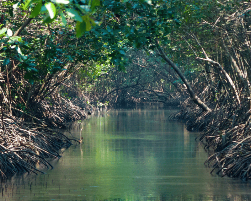Mangrove Lagoon Paddleboard Rental in St. Thomas
