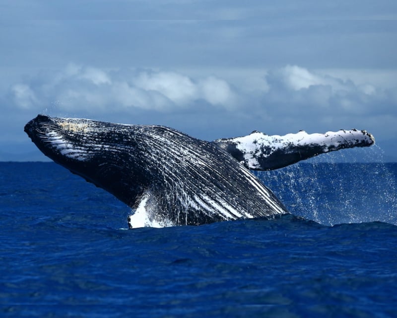 Waikiki 2-Hour Whale Watching Cruise