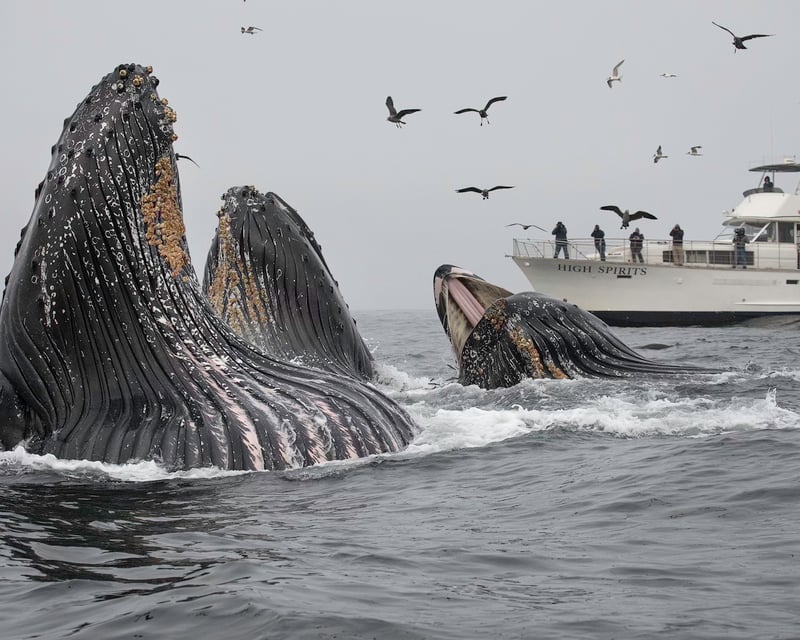 Monterey Bay 3-4 Hour Whale Watching Cruise