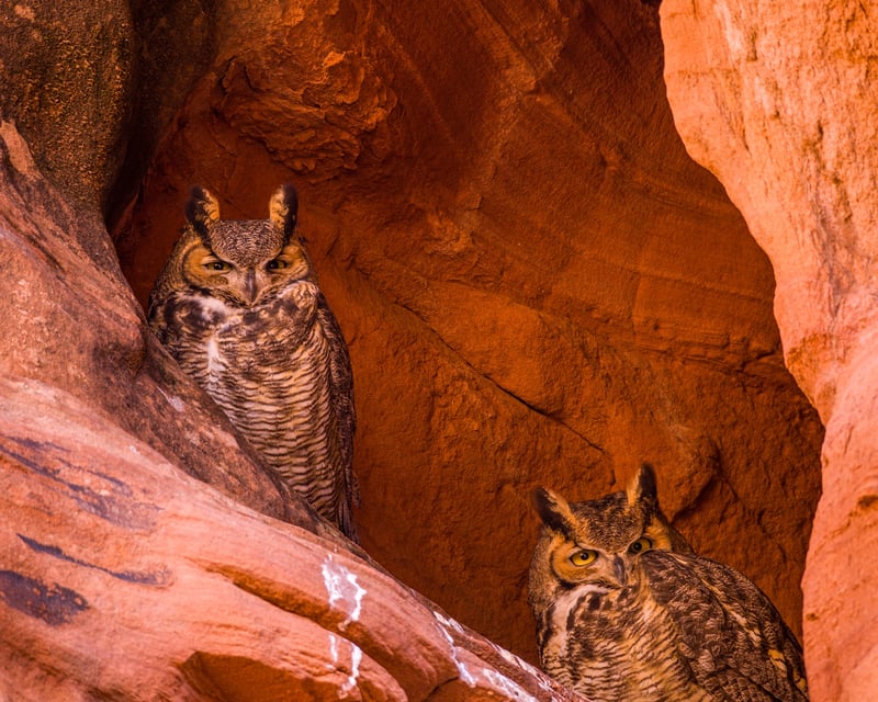 Rattlesnake, Owl & Bear Slot Canyon Hike in Page