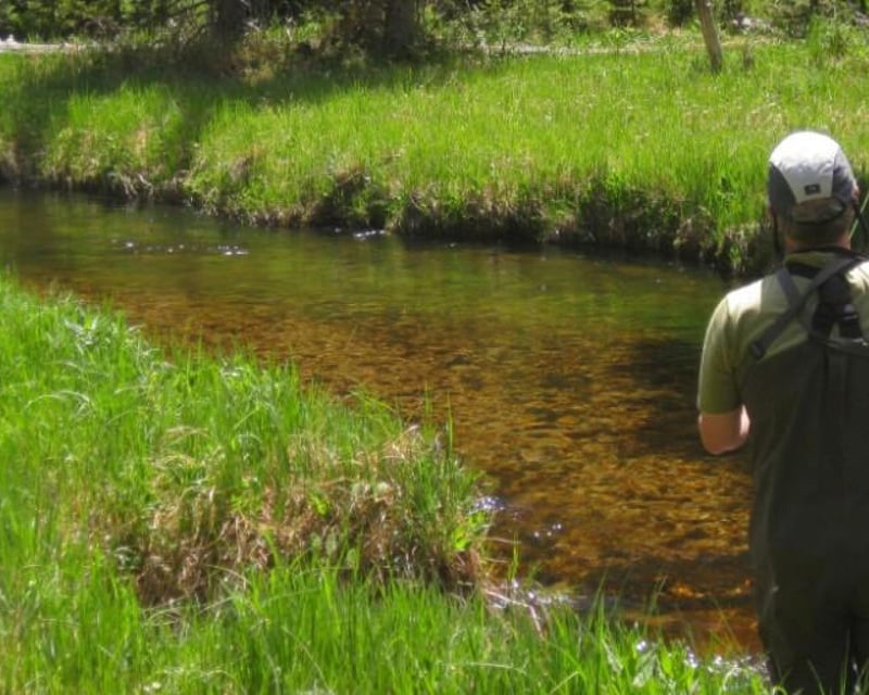 Guided Wade Fly Fishing Trip in Estes Park