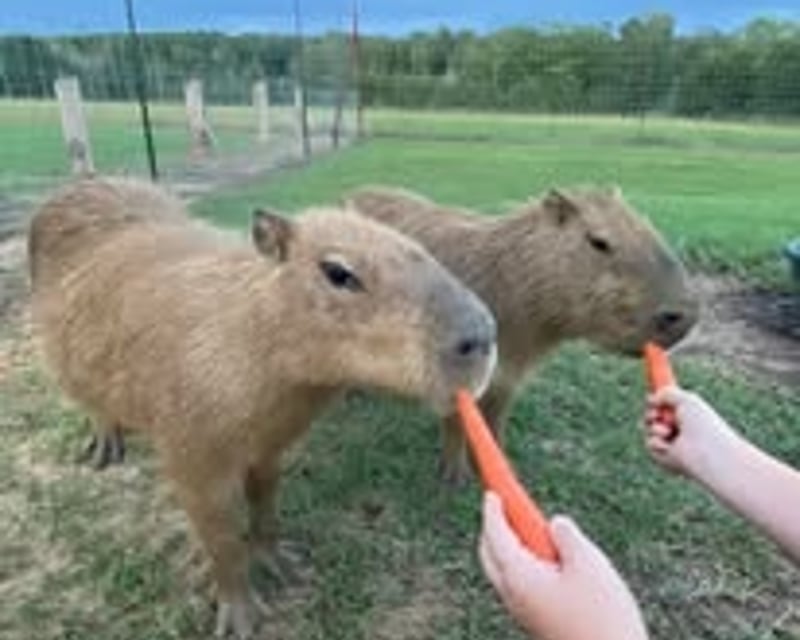 Capybara Feeding & Petting Encounter at Busy B Ranch