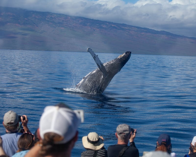 Whale Watching Cruise in Maui with Lunch