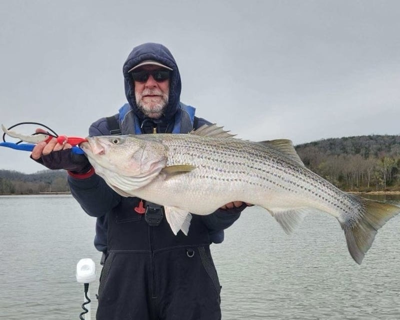 Striped & Hybrid Bass Fishing Charter on Percy Priest Lake
