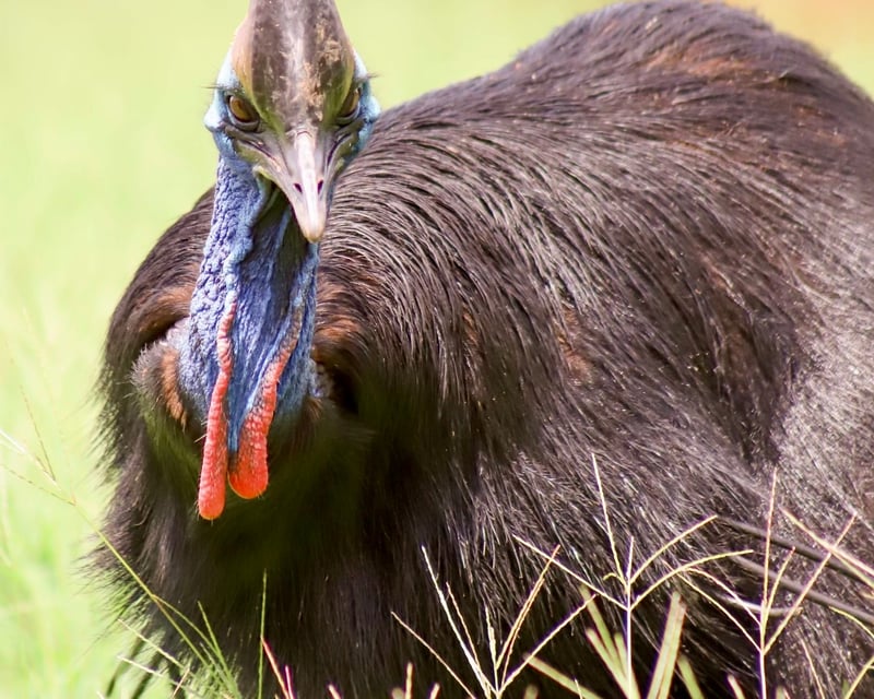 Cassowary Feeding Encounter in Hogansville, GA