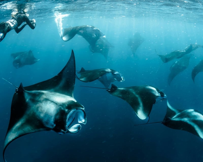 Private Manta Ray Night Snorkel Charter in Kona