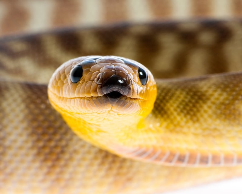 Snake Feeding Guided Tour in Kearns