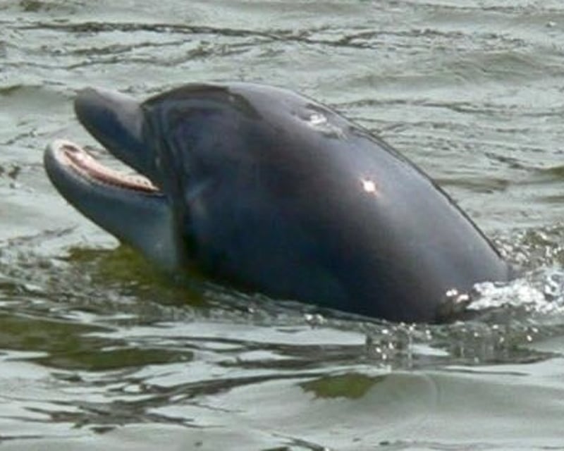 Dolphin & Nature Cruise on Broad Creek