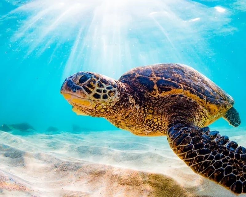 Private Paddleboard & Snorkel Tour at Makena Landing