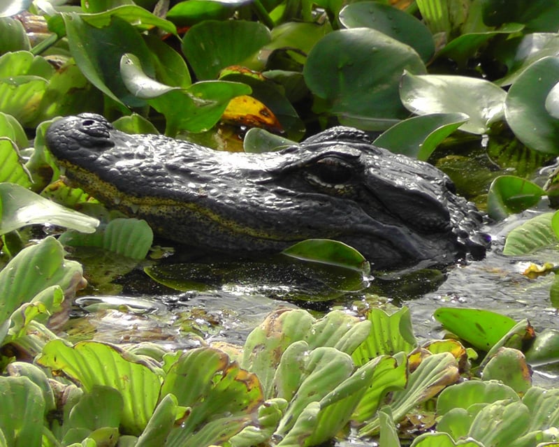 Western Everglades Airboat & Wildlife Tour