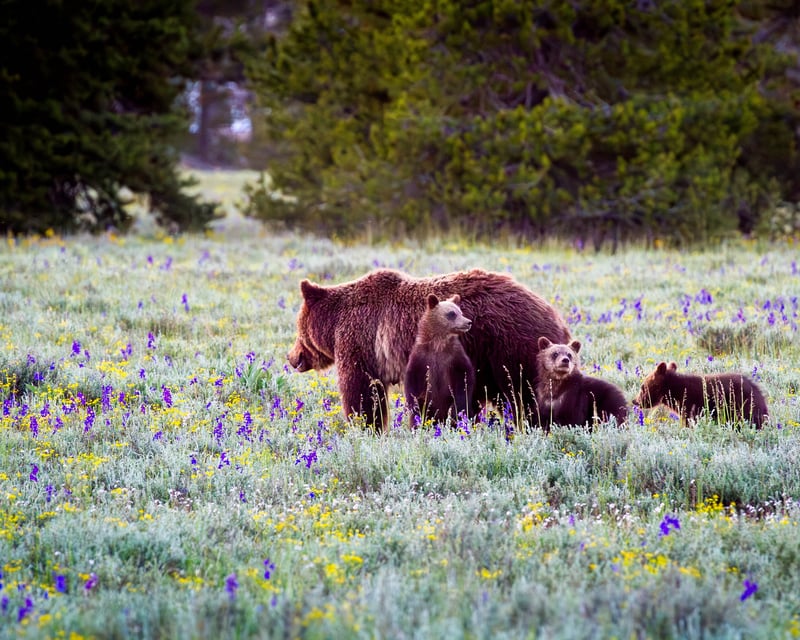 Explore Grand Teton National Park on a Private Safari