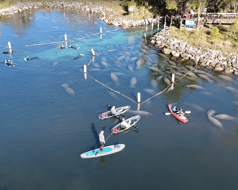 2-Hour Clear Kayak Manatee Eco Tour in Crystal River