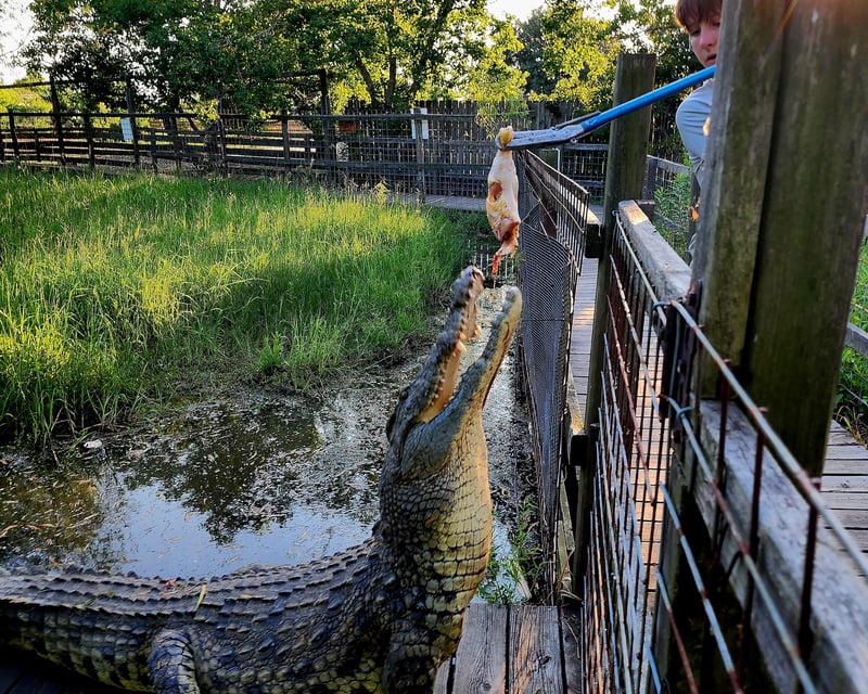 Alligator & Crocodile Feeding in Angleton