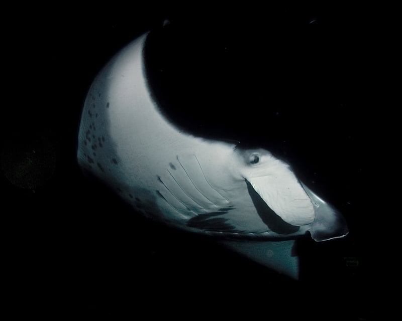 Private Sunset Cruise & Manta Ray Encounter in Kawaihae