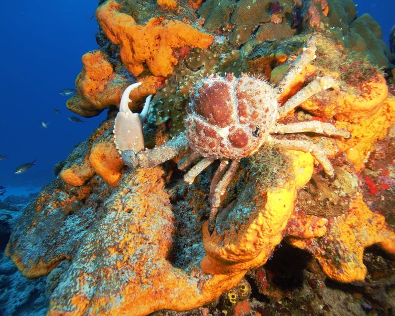 Guided Tres Palmas Marine Reserve Snorkel Tour