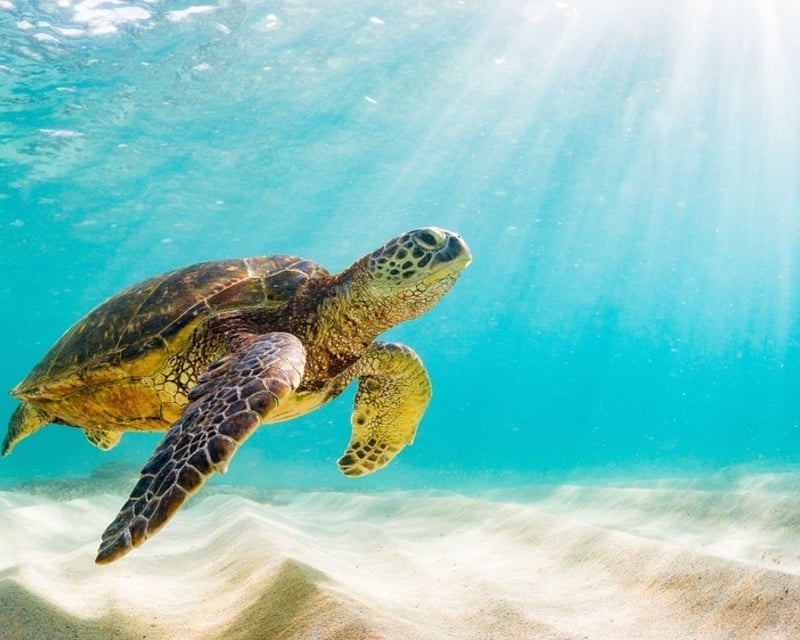 Guided Sea Turtle Snorkeling in Frederiksted, St. Croix