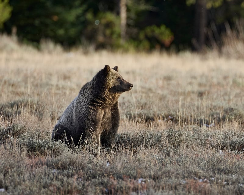 Private Yellowstone Photography Safari