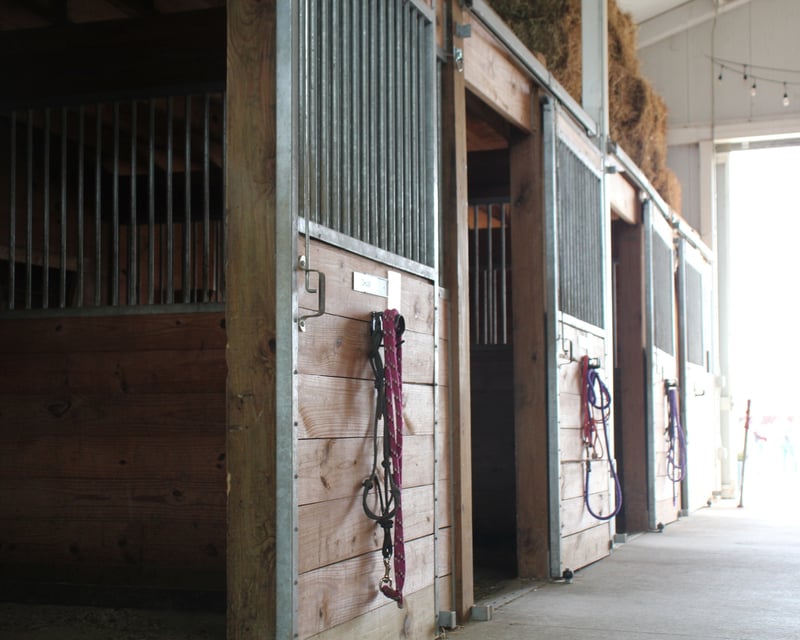 1-Hour Horseback Riding Lesson in Noblesville