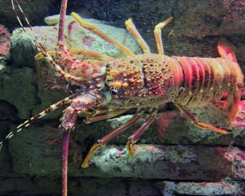 Private Night Lobster Hoop Netting Charter in San Diego