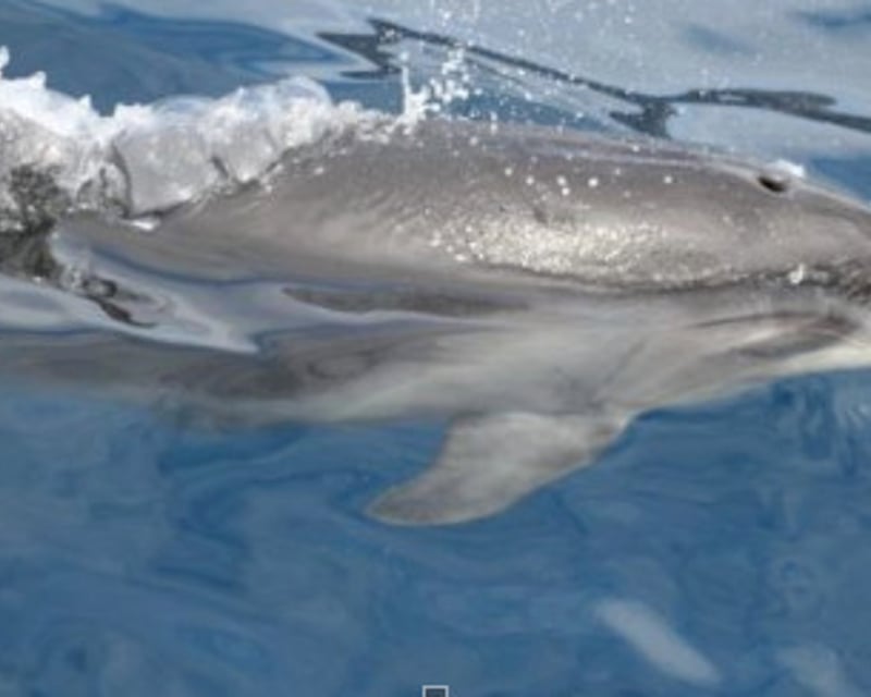 Guided Jet Ski Dolphin Tour in Orange Beach