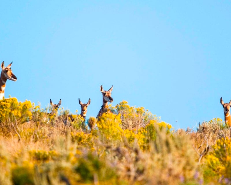 Spot Wildlife on a 4-5 Hour Grand Teton Safari