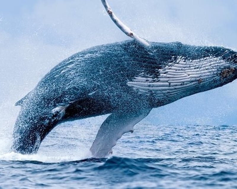 2-Hour Maui Whale Watching Cruise From Ma'alaea