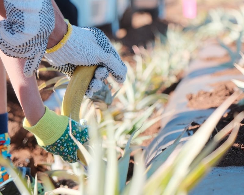 Pineapple Farm Tour & Planting Experience on Maui