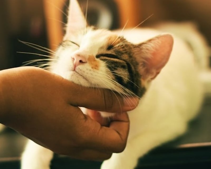 30-Minute Cat Lounge Visit in Appleton