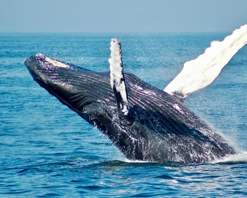 Private Whale Watching Charter in Kekaha