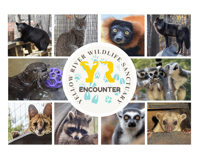 Animal Keeper Encounter at Yellow River Wildlife Sanctuary