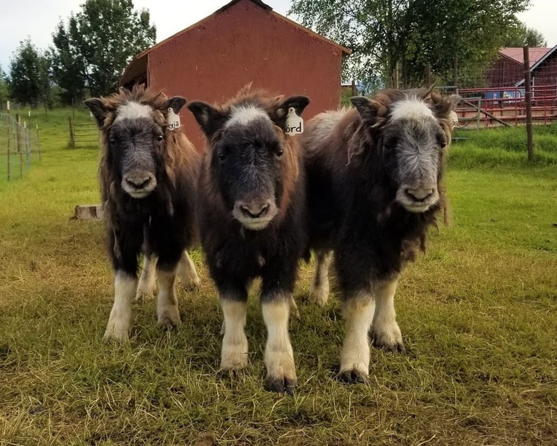 Musk Ox Farm Tour & Scenic Drive from Anchorage
