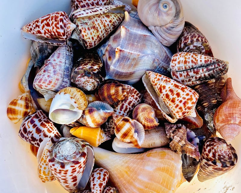 Private Shelling Tour of the 10,000 Islands