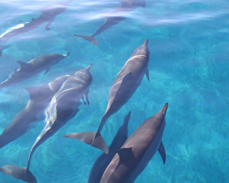 Dolphin Watching & Snorkel Tour with Hula in Waianae