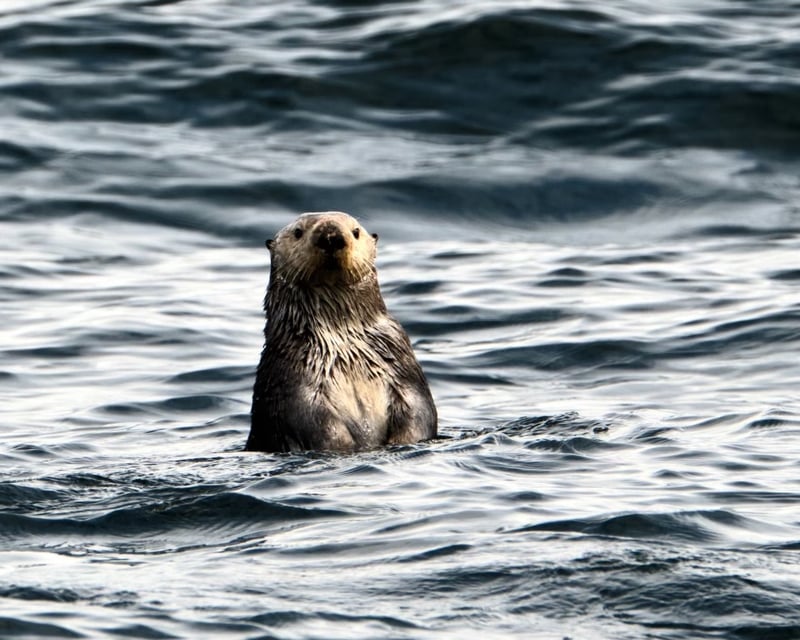 Sitka Marine Wildlife Cruise