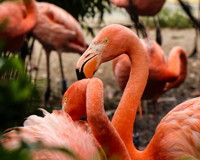Flamingo Gardens Admission & Narrated Tram Tour in Davie
