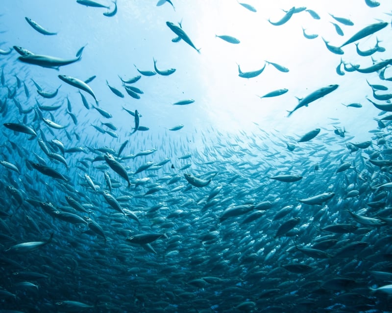 Private Kona Boat Charter for Snorkeling & Wildlife