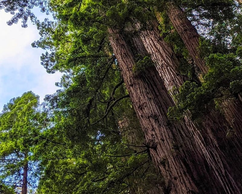 Full-Day Naturalist Hike in Redwood National & State Parks