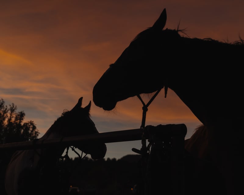 Sunrise Horseback Ride at Zion Mountain Ranch
