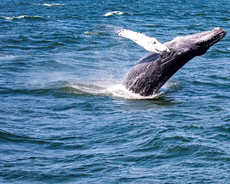 Belmar 2-3 Hour Whale Watching Cruise
