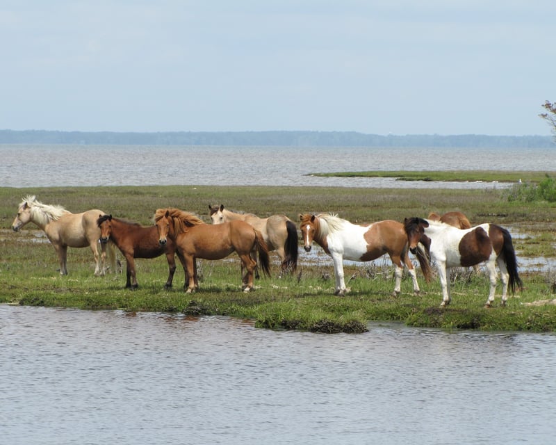 Ocean City Pony & Nature Cruise