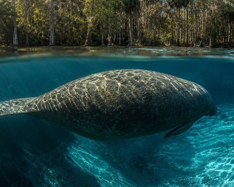 Guided Clear Kayak Wildlife Tour on the Silver River