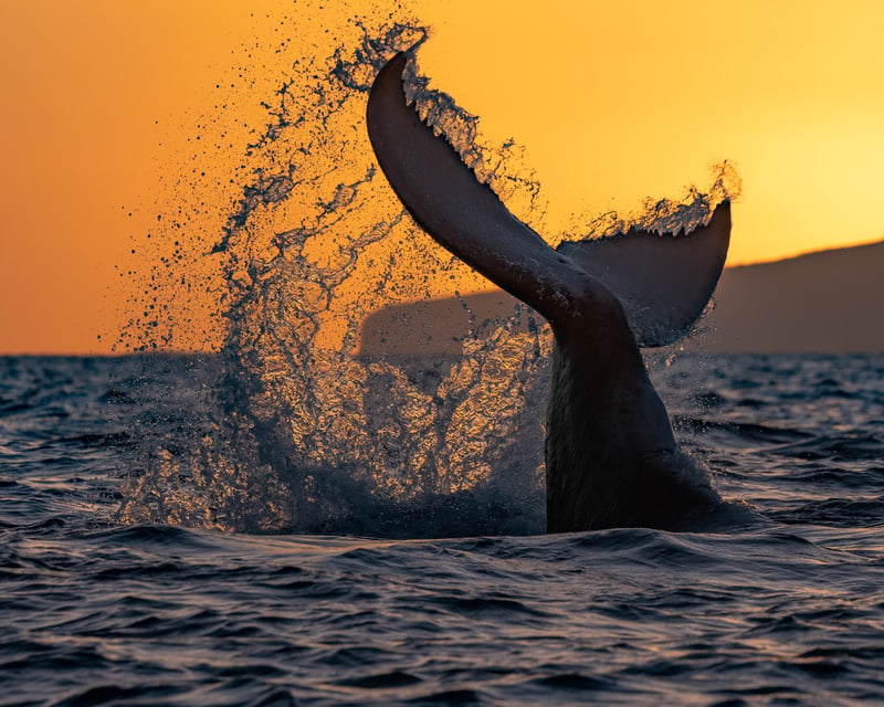 Sunset Dinner Cruise & Whale Watch in Maui
