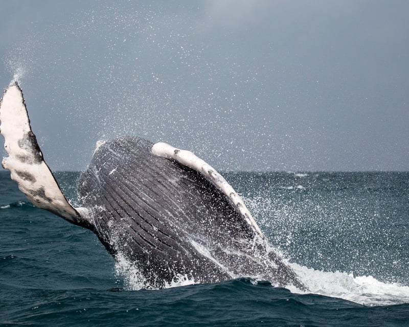 Whale Watching Cruise in Monterey Bay Canyon