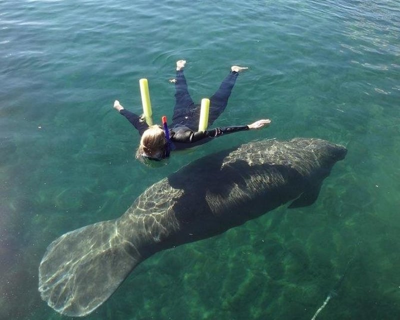 Swim with Manatees Snorkel Tour in Kings Bay, Crystal River