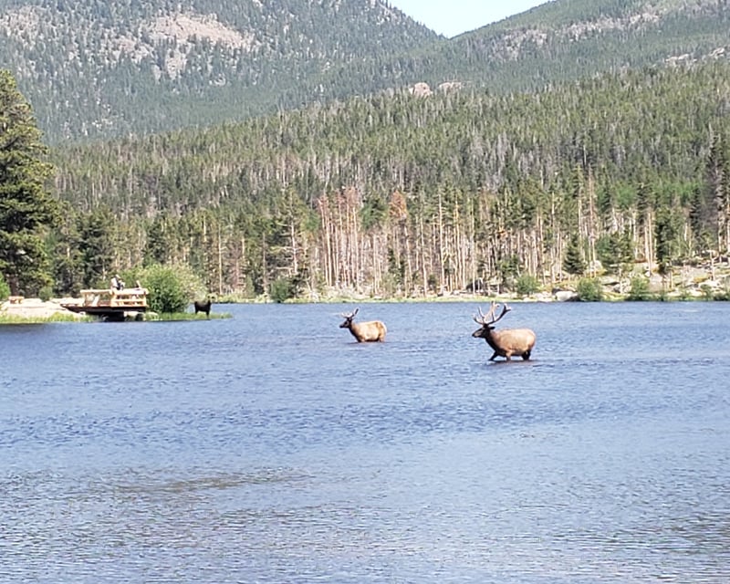 Short Guided Nature Walk in Rocky Mountain National Park