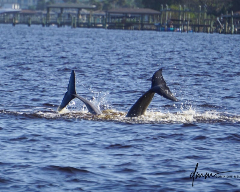 Halifax River Wildlife Cruise